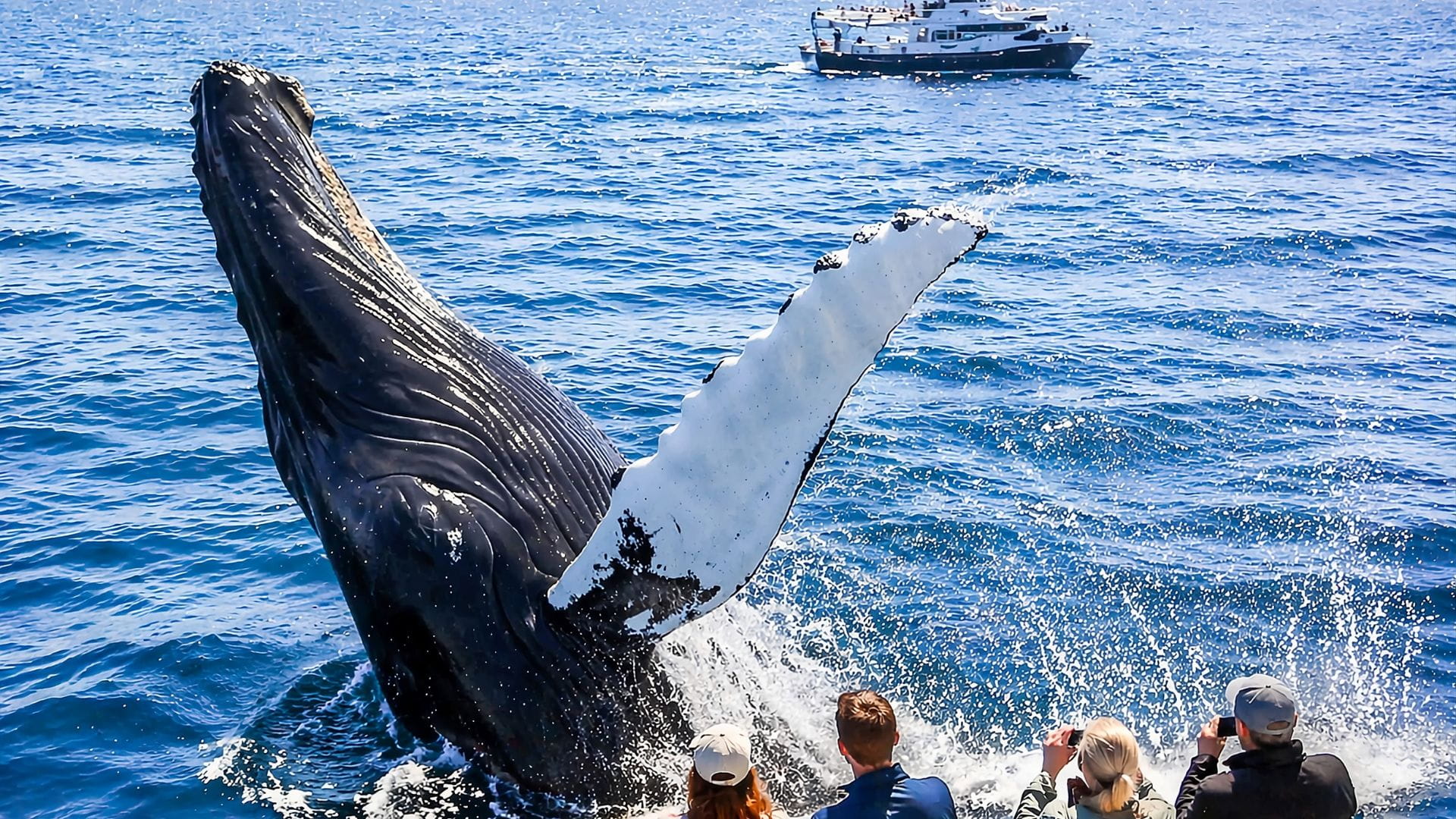 boston harbor whale watching tours — dramatic whale tail fluke rising from the Atlantic Ocean